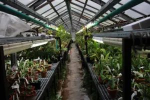 savingtheplants.com